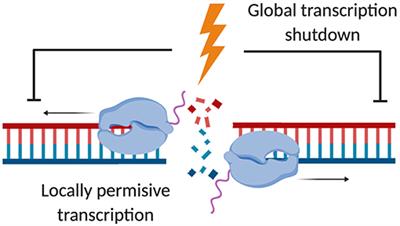 Beyond the Trinity of ATM, ATR, and DNA-PK: Multiple Kinases Shape the DNA Damage Response in Concert With RNA Metabolism